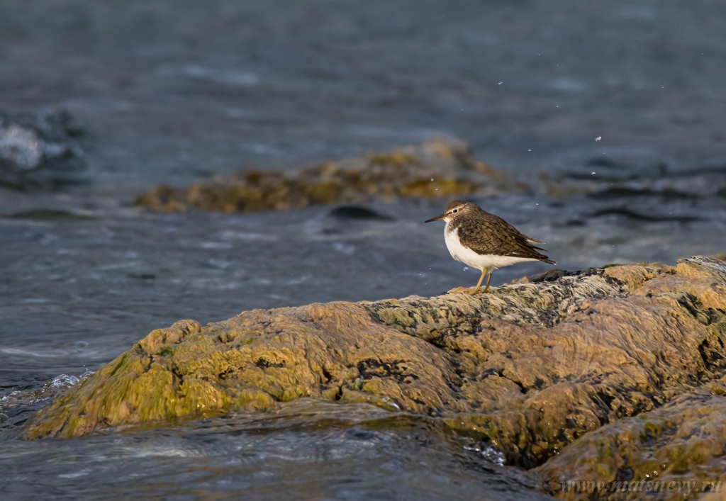 CA8A3269-DeNoiseAI-standard vk.jpg